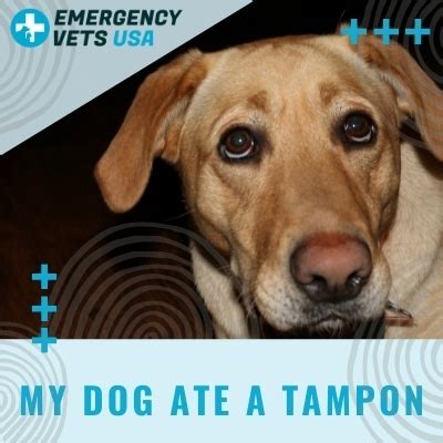 dog swallowed a tampon|dog ate tampon home remedies.